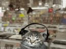 img1.gif